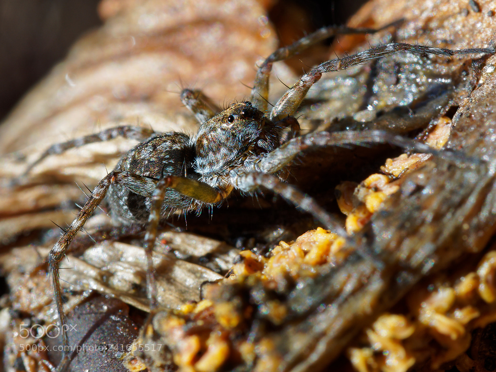 Olympus OM-D E-M10 II sample photo. Spider photography