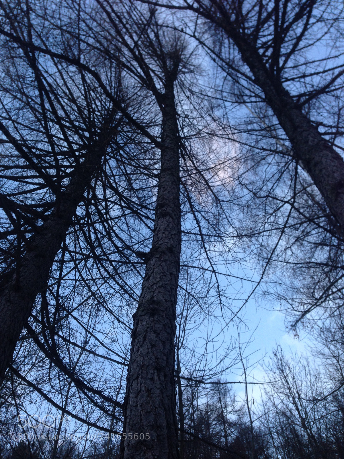 Apple iPhone 5 sample photo. Magictrees photography