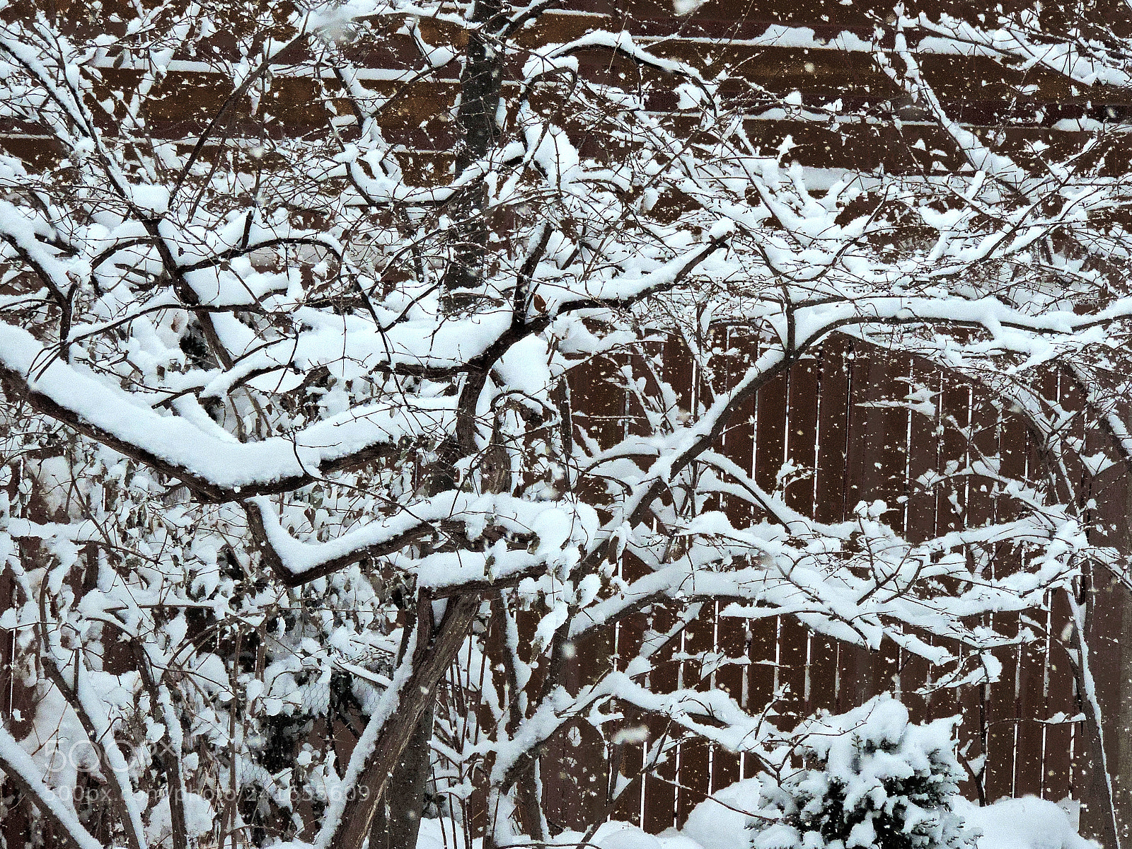 Nikon Coolpix P520 sample photo. An elegant older tree photography
