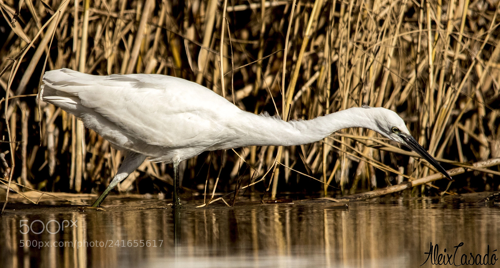 Canon EOS 77D (EOS 9000D / EOS 770D) sample photo. Egretta garzetta photography