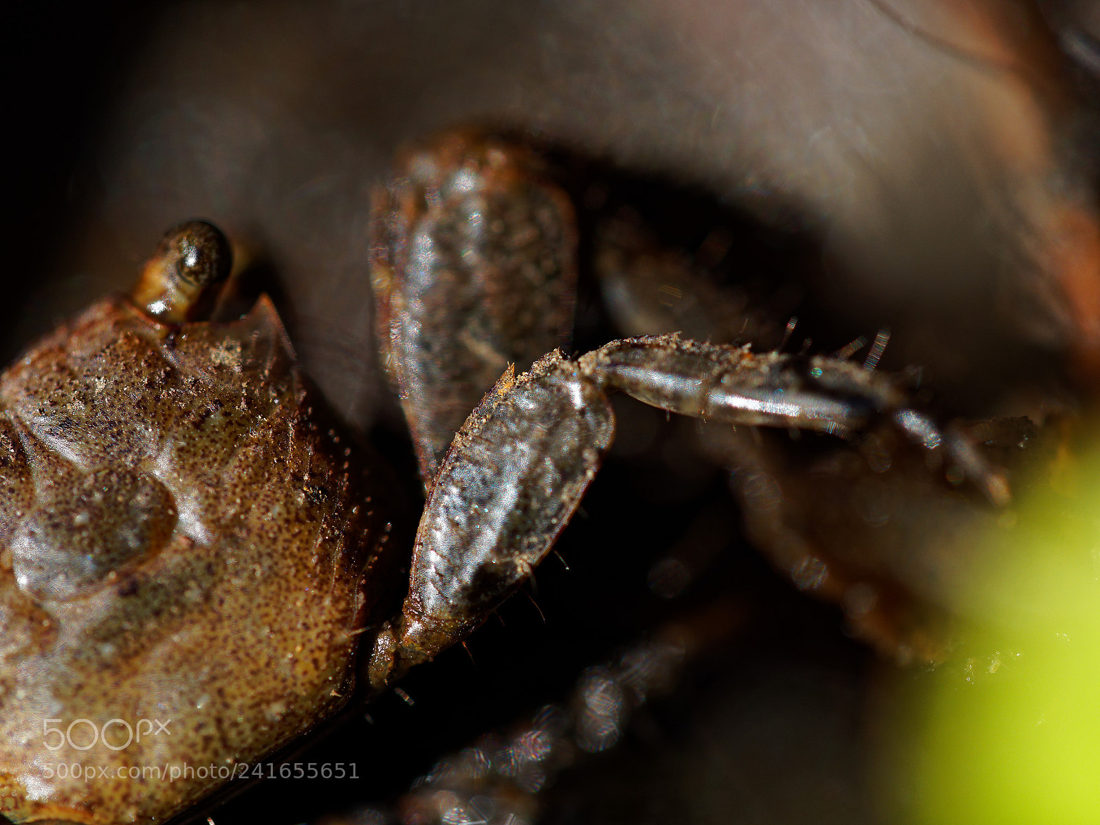 Olympus OM-D E-M10 II sample photo. Crabe photography