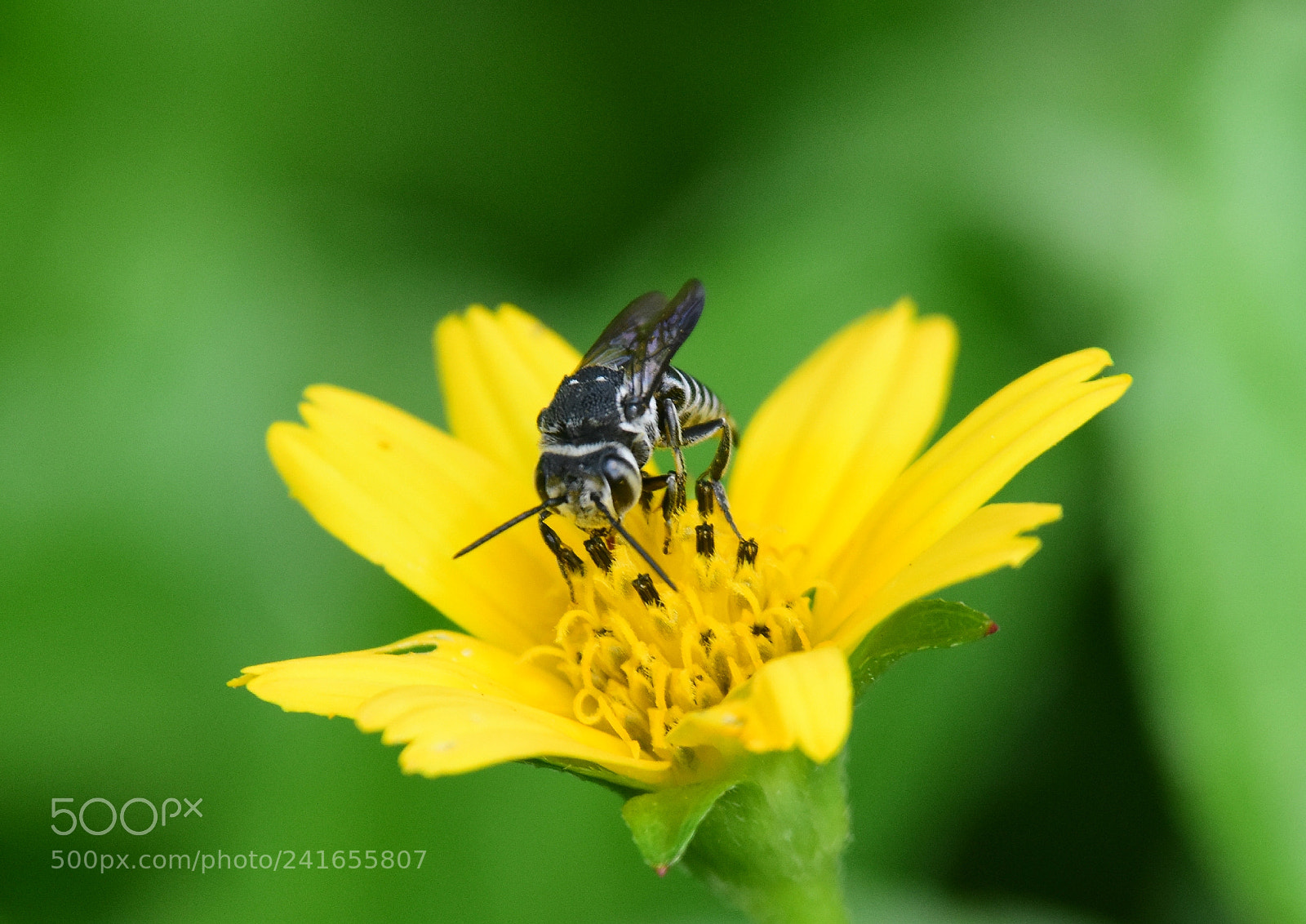 Nikon D7200 sample photo. Bee on yellow flower photography