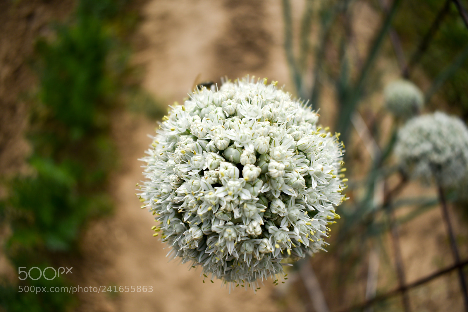 Nikon D3400 sample photo. Garden photography