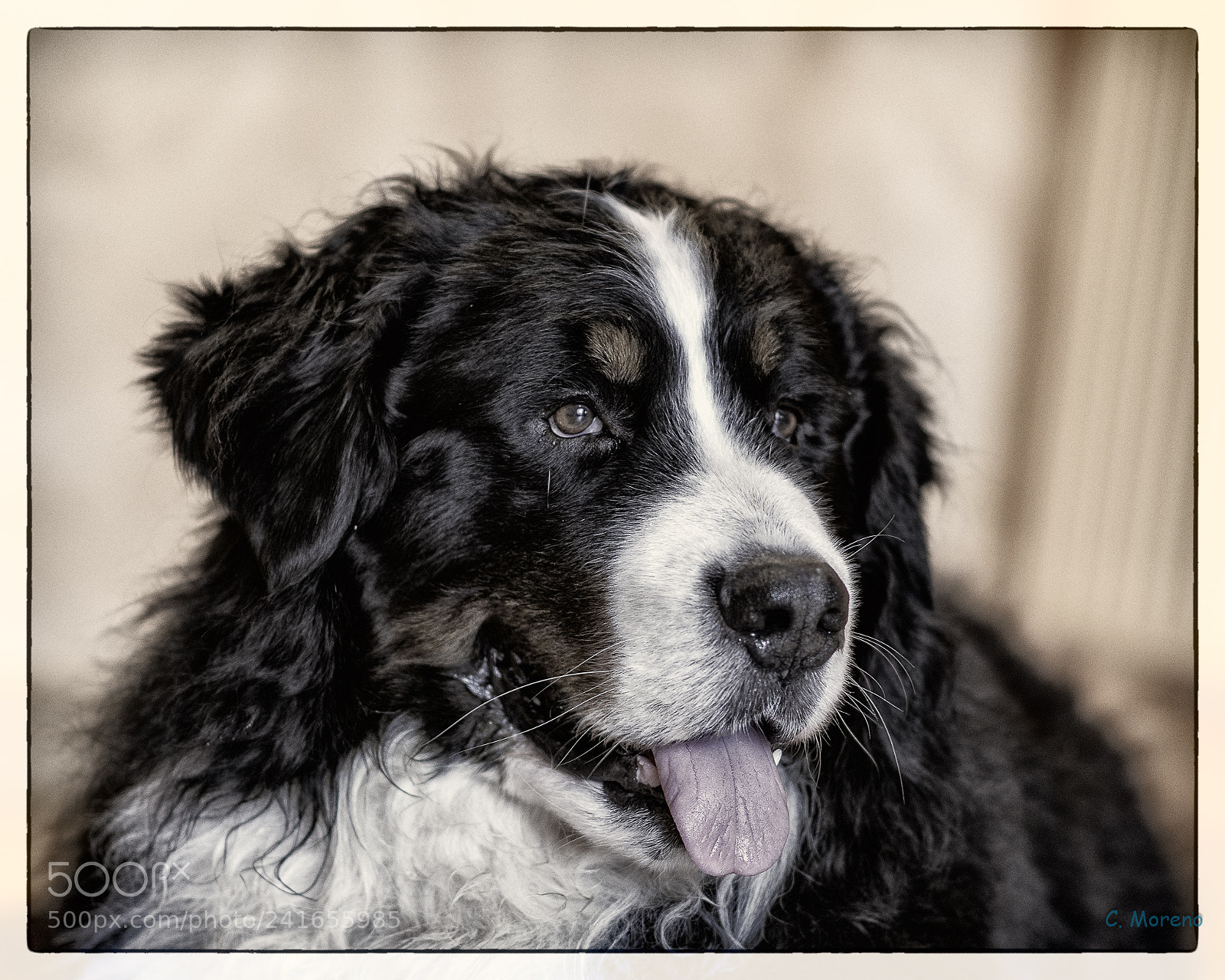 Nikon D500 sample photo. Bluchete photography