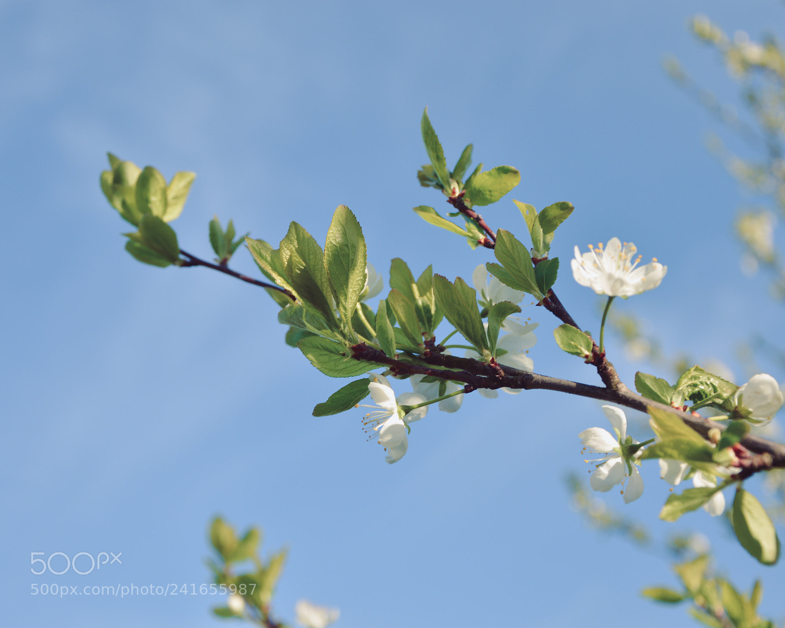 Nikon D3200 sample photo. Spring time photography