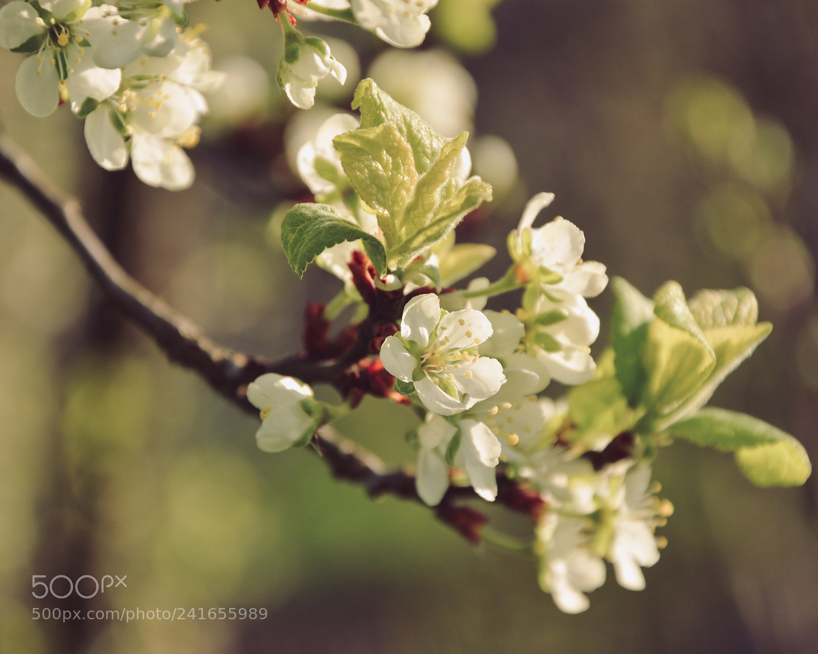 Nikon D3200 sample photo. Spring flowers photography