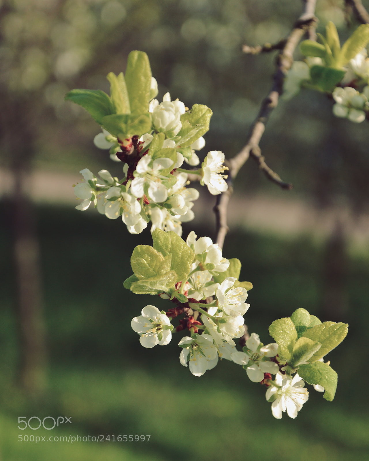 Nikon D3200 sample photo. Branch with white flowers photography