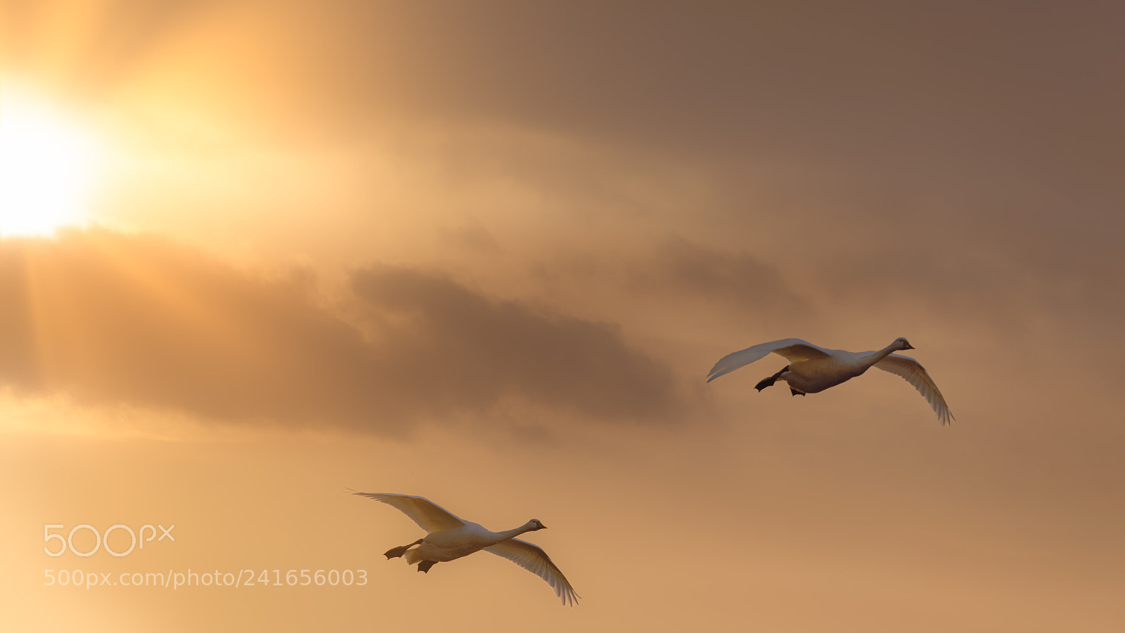 Nikon D810 sample photo. 'the golden age of photography
