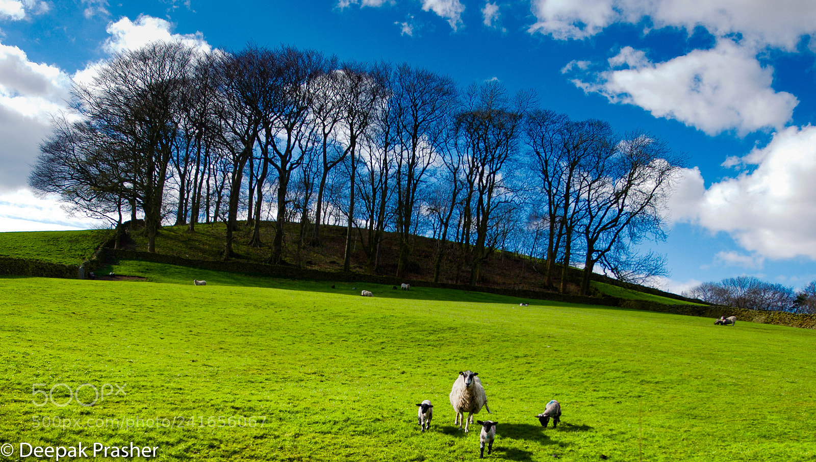 Nikon D800 sample photo. Sheep family photography