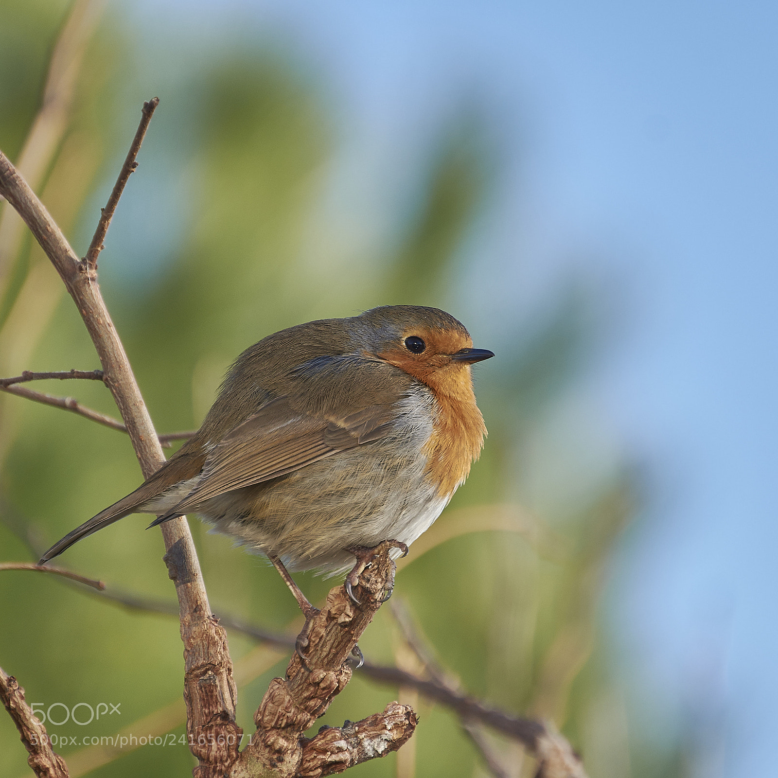 Nikon D7200 sample photo. Puffed up robin photography