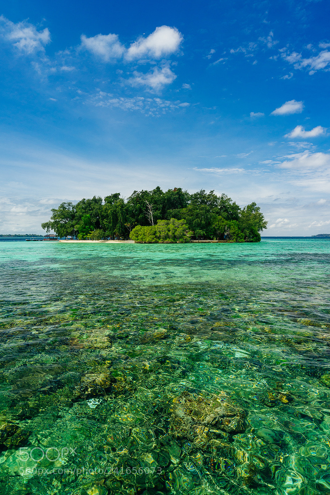 Sony a7 II sample photo. A shade of green photography