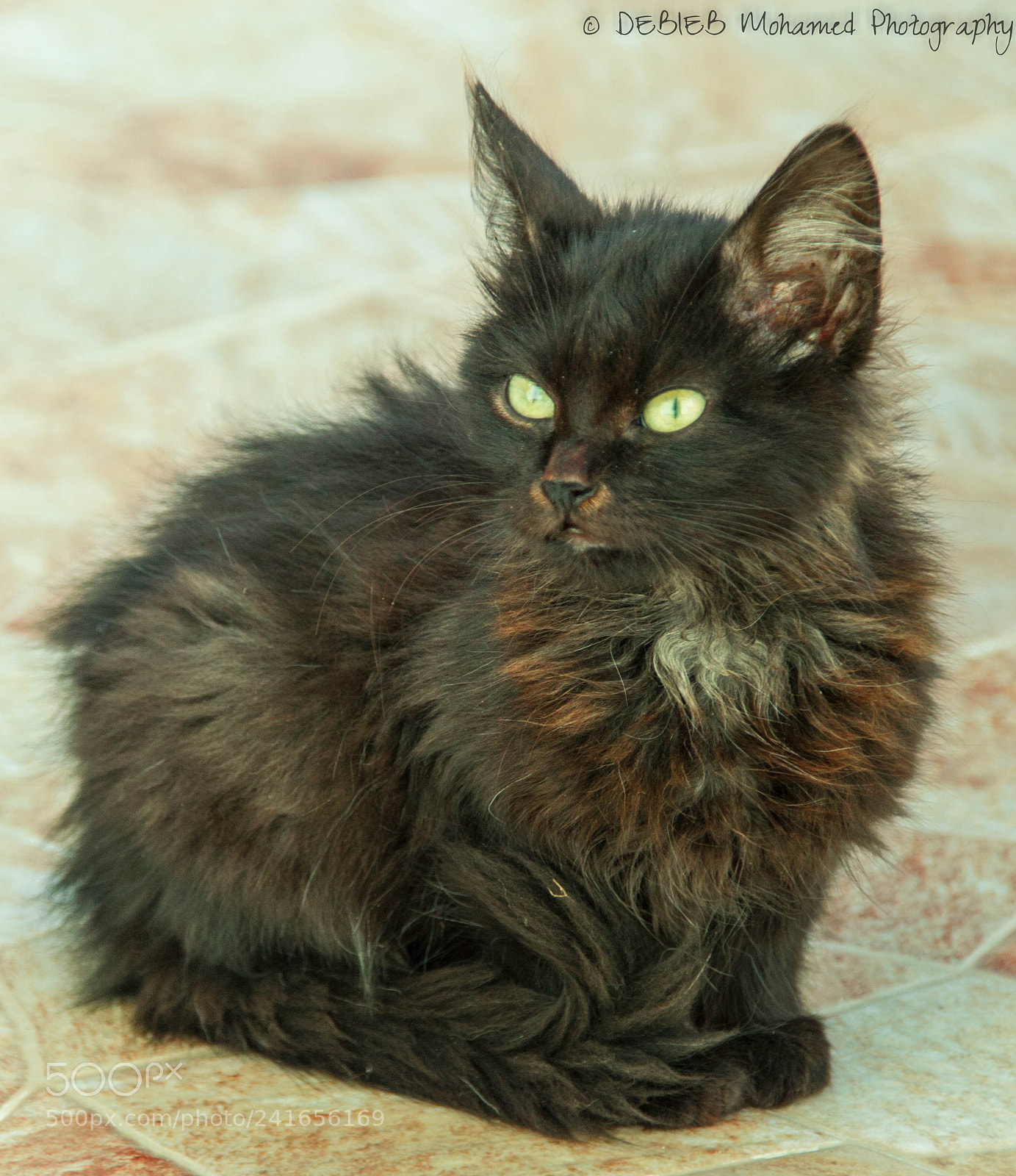 Nikon D3200 sample photo. Black cat photography