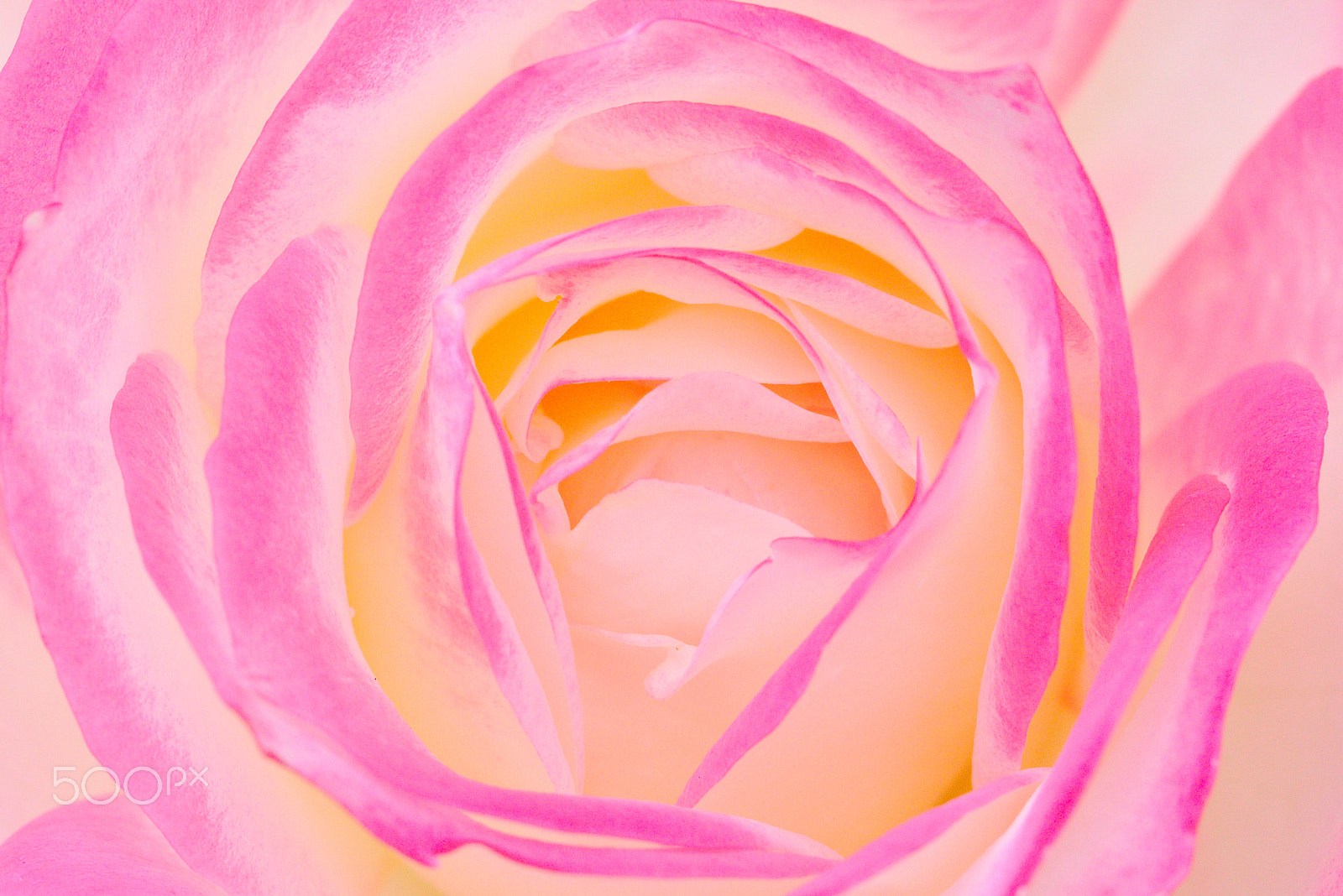 Canon EF 100mm F2.8L Macro IS USM sample photo. Rose ii photography