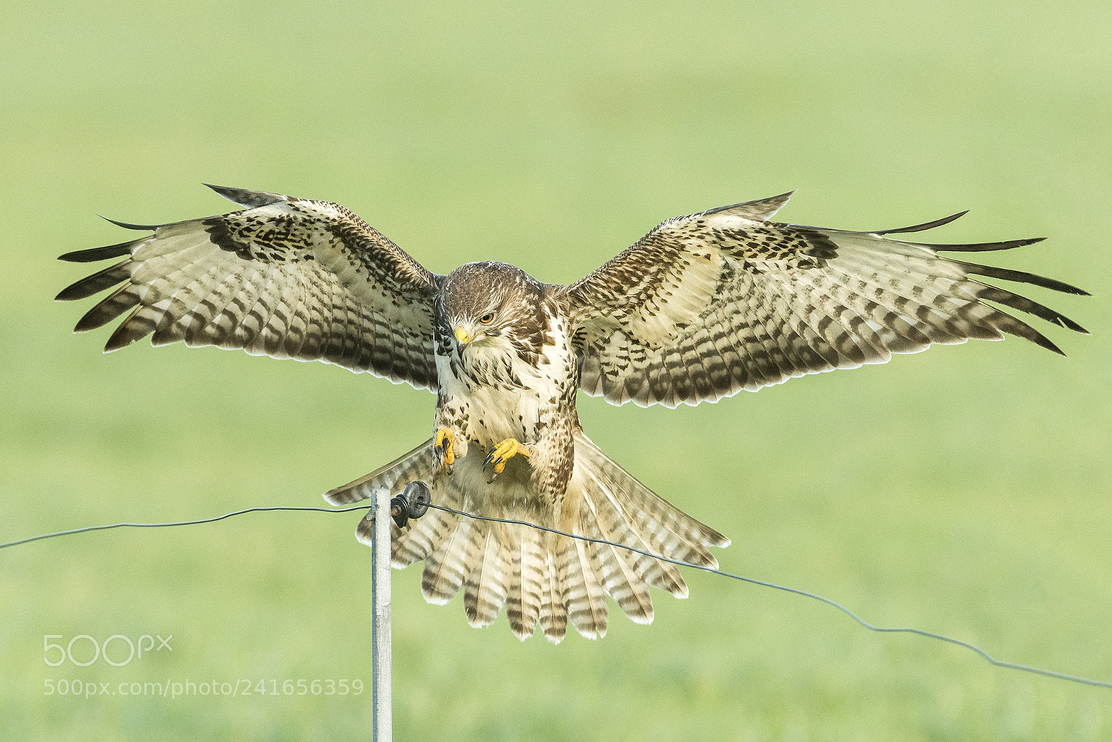 Nikon D500 sample photo. Buzzard landing photography