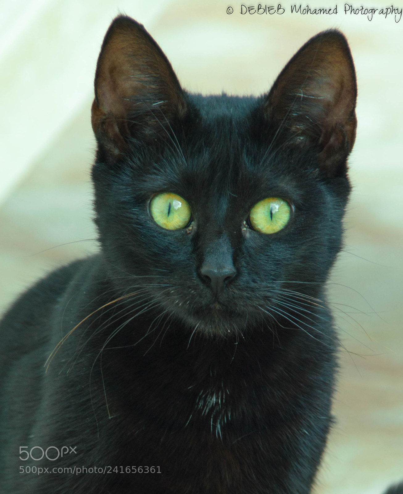 Nikon D3200 sample photo. Cat 2 photography