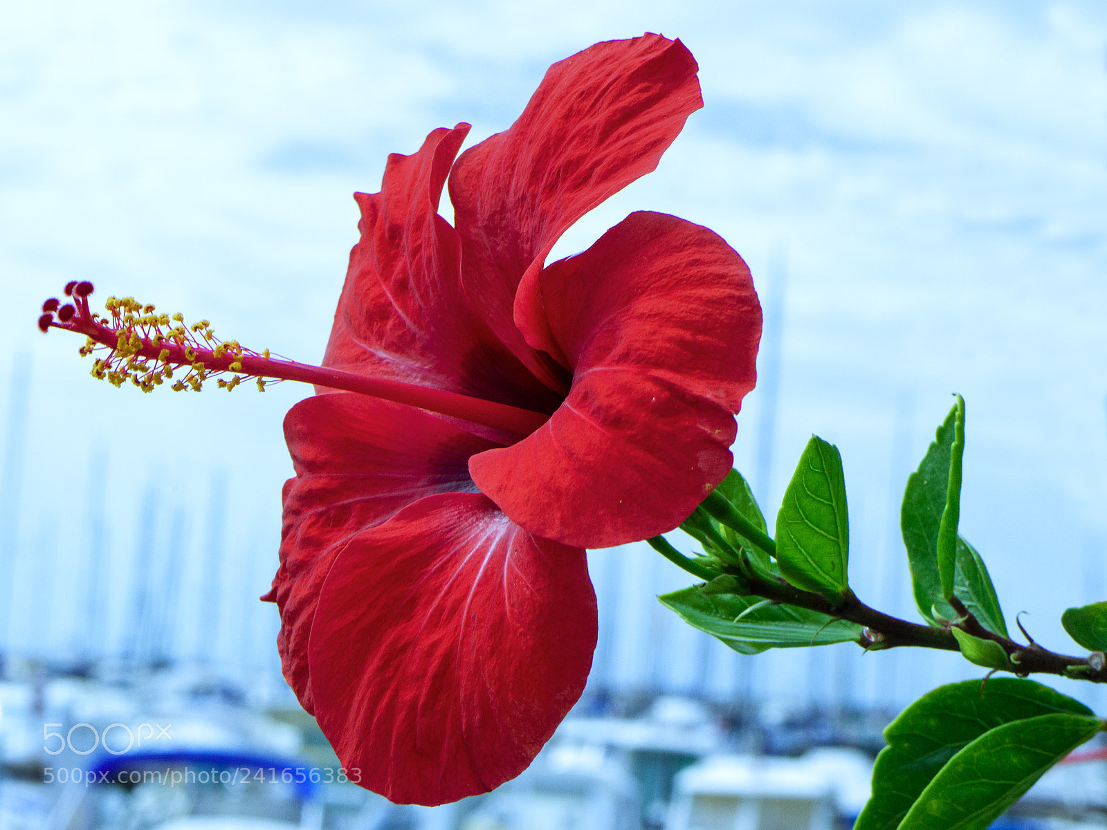 Canon EOS M3 sample photo. Copia photography