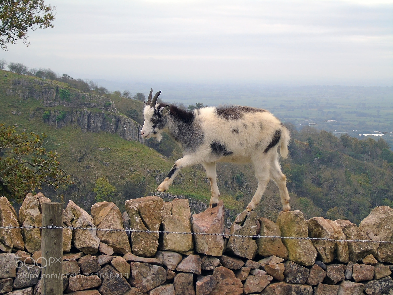 Sony Cyber-shot DSC-H400 sample photo. Feral goat climbing stone photography