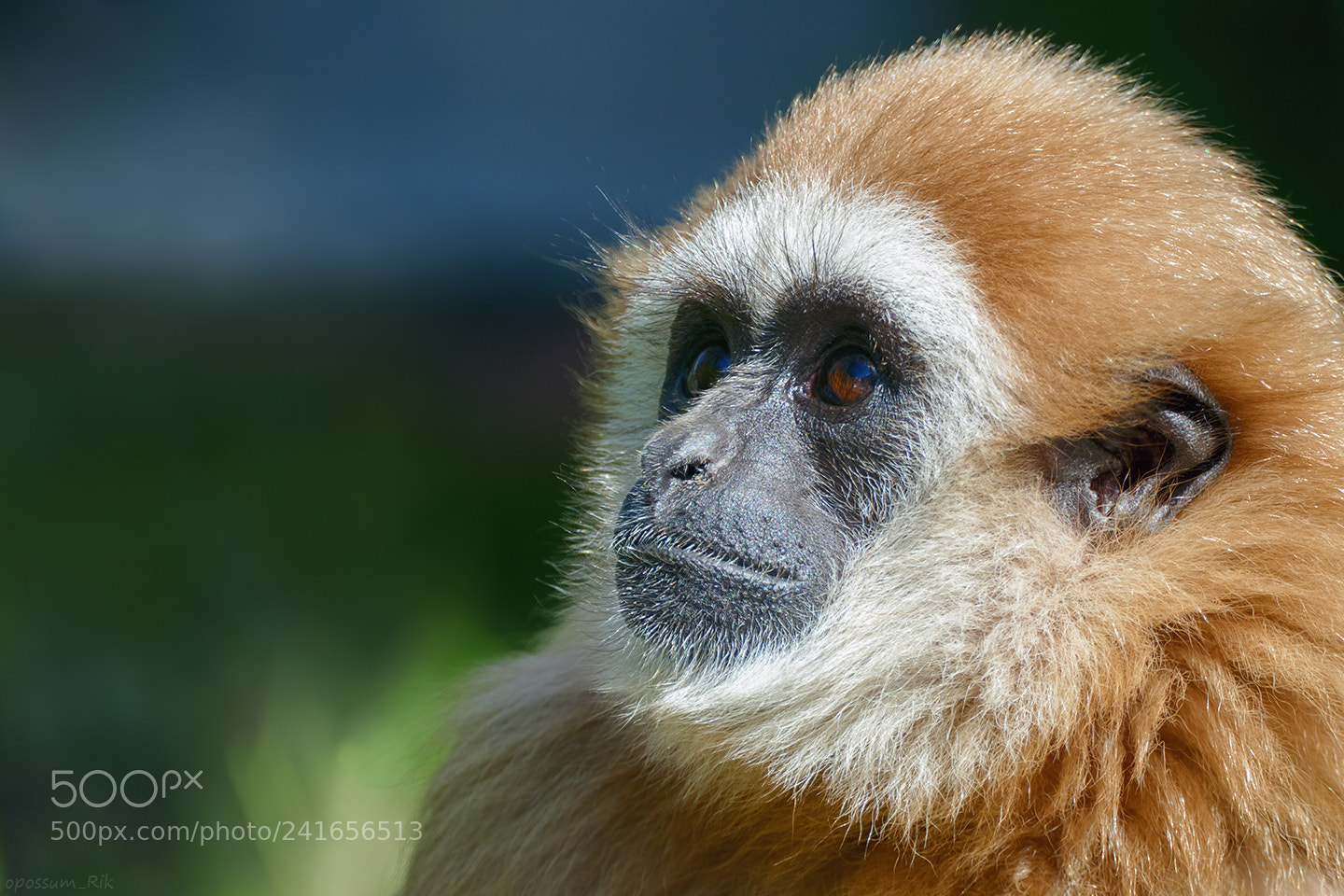 Panasonic Lumix DMC-FZ1000 sample photo. Lar gibbon photography