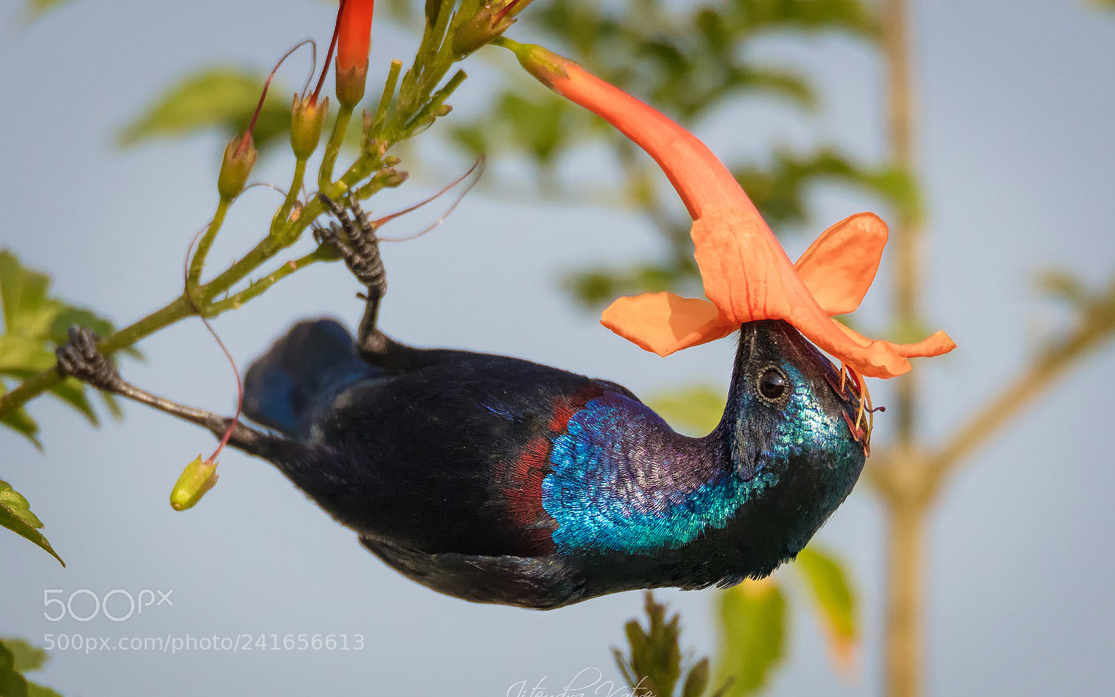 Canon EOS 5DS sample photo. The pollinator photography