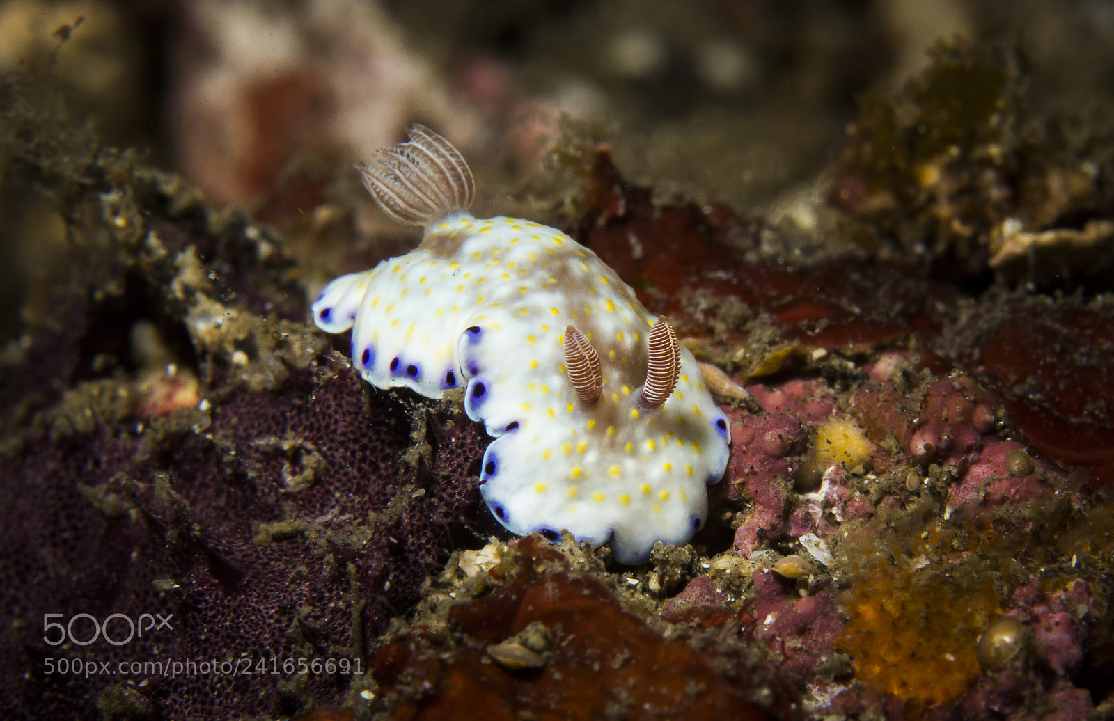 Canon EOS 60D sample photo. Goniobranchus aureopurpureus@lembeh photography