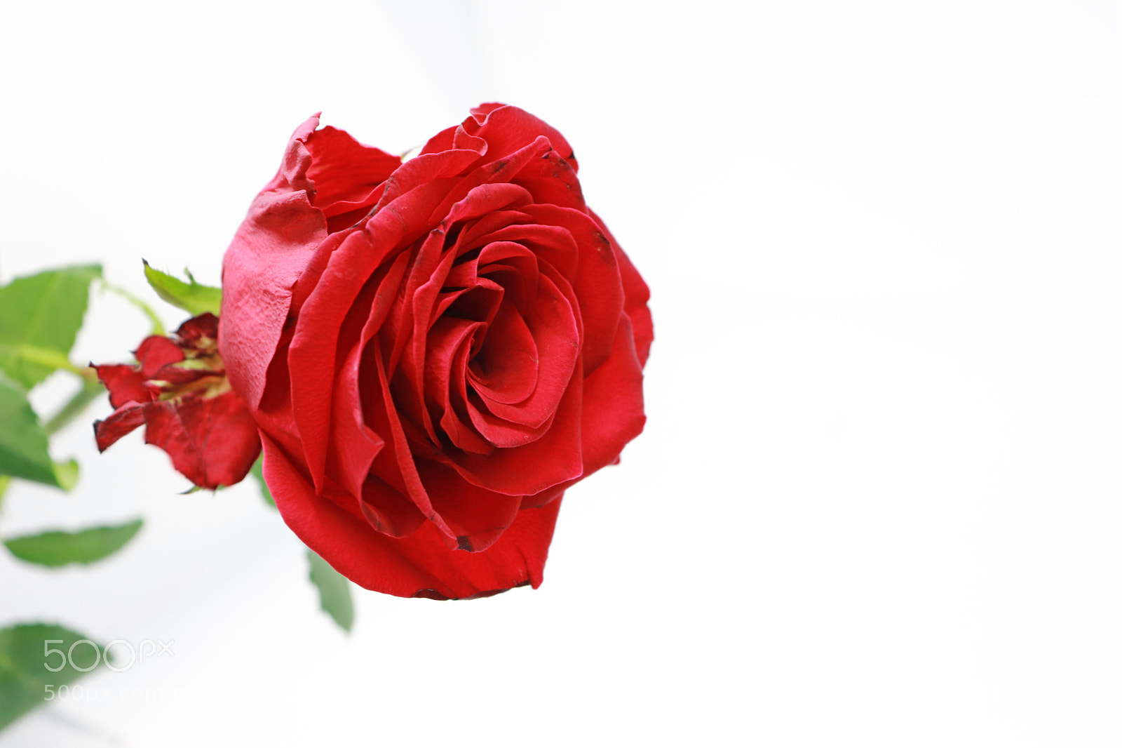 Canon EOS 200D (EOS Rebel SL2 / EOS Kiss X9) sample photo. Red rose isolated on photography