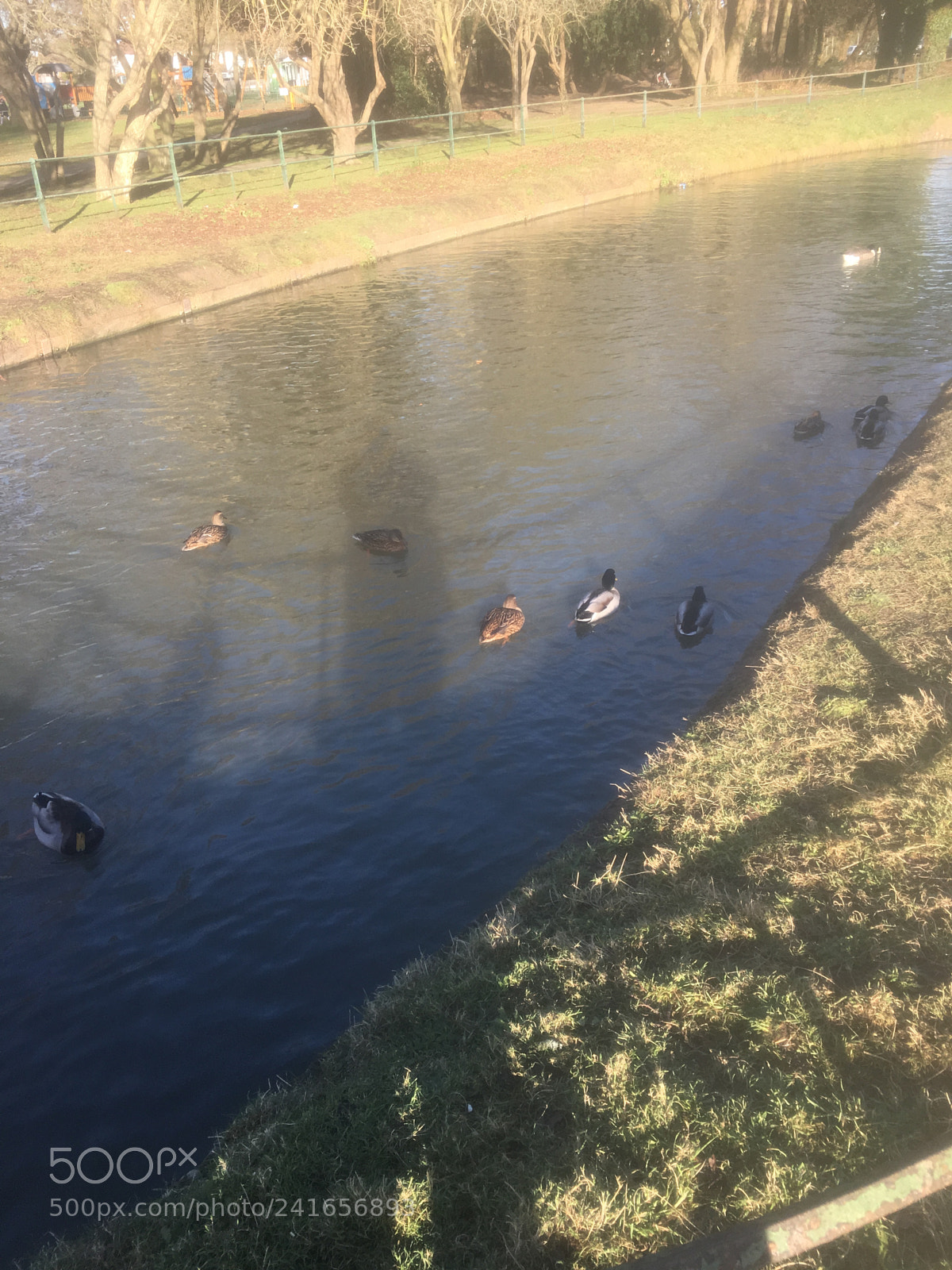 Apple iPhone 6s Plus sample photo. Ducks on the new photography