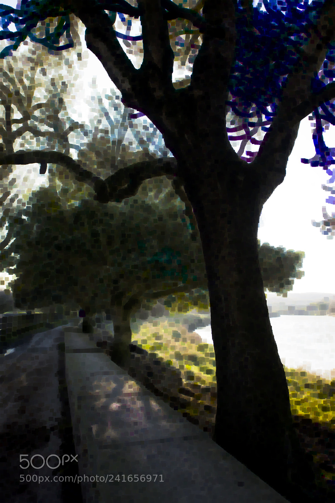Nikon D800 sample photo. Trees in sunlight photography