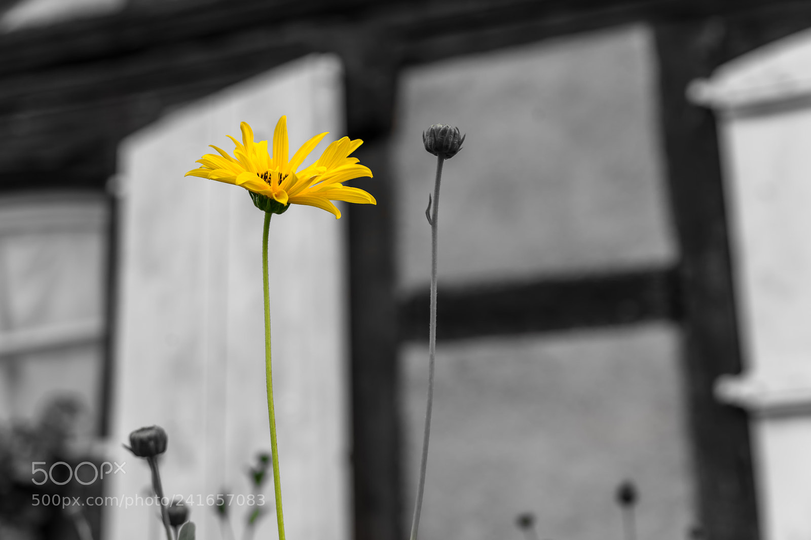 Sony a7 II sample photo. Proud in yellow photography