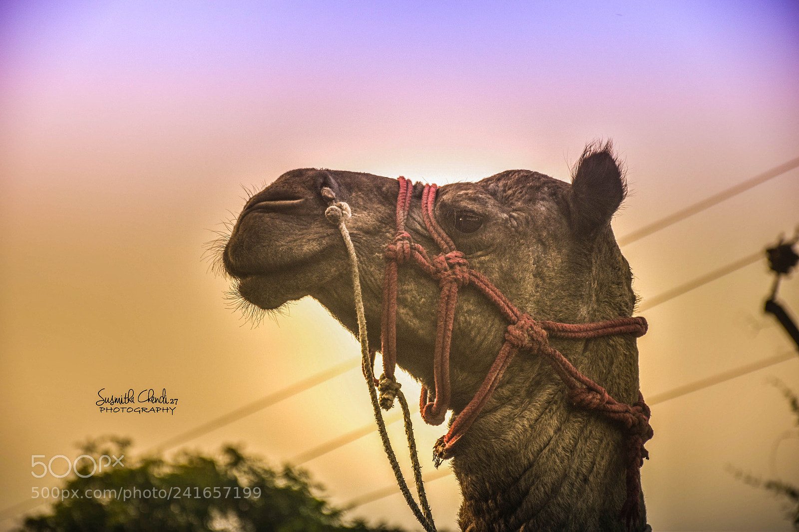 Nikon D5500 sample photo. The desert animal!! photography