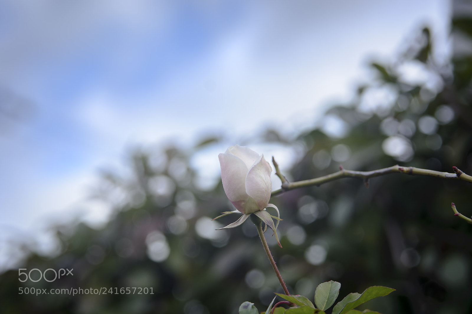 Nikon D7100 sample photo. Bara photography