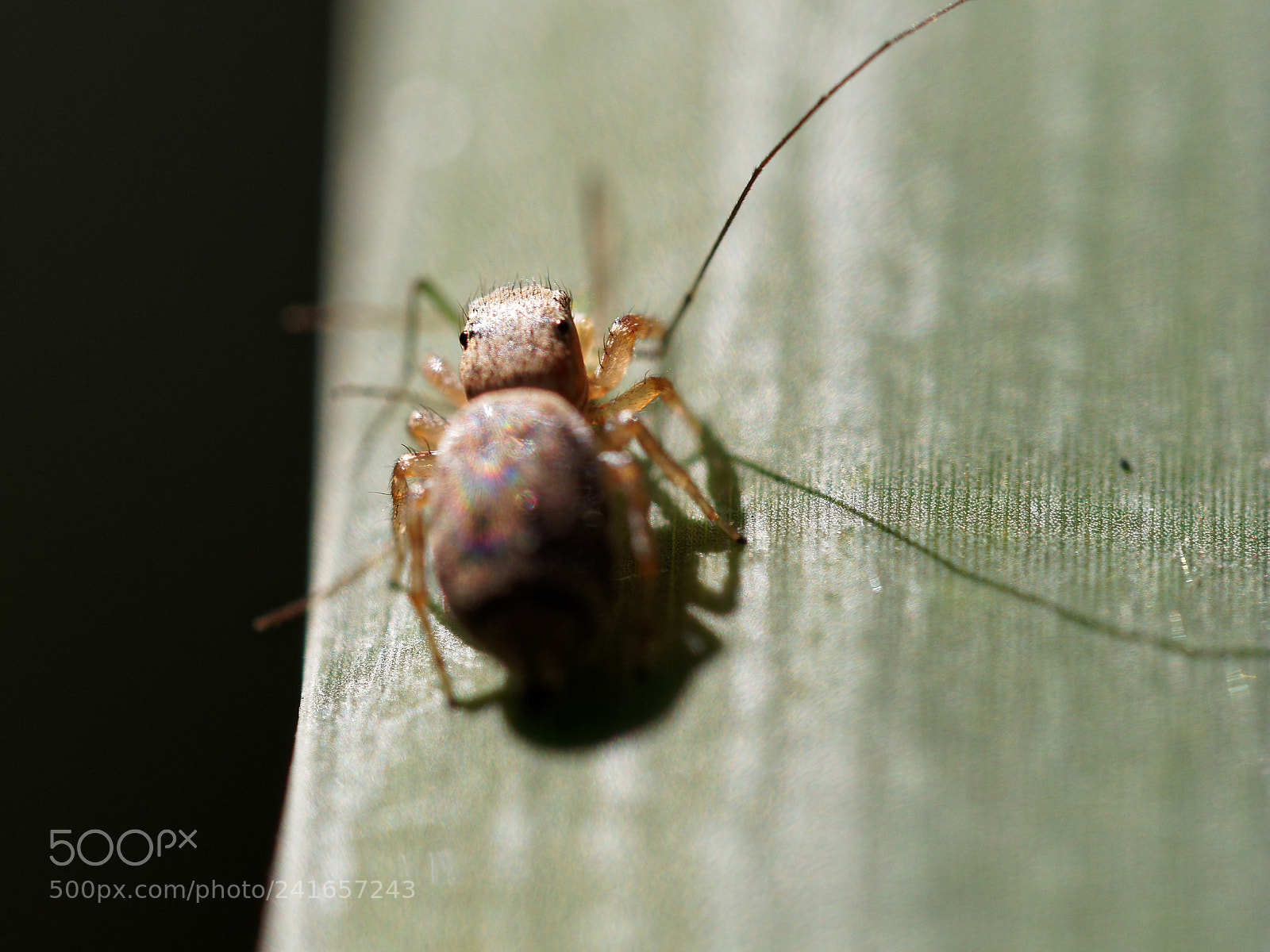 Olympus OM-D E-M10 II sample photo. Spider photography