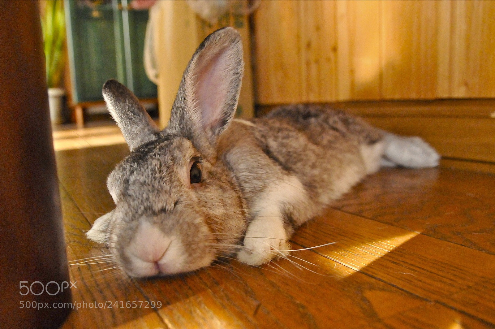 Nikon D300S sample photo. 睡魔 photography