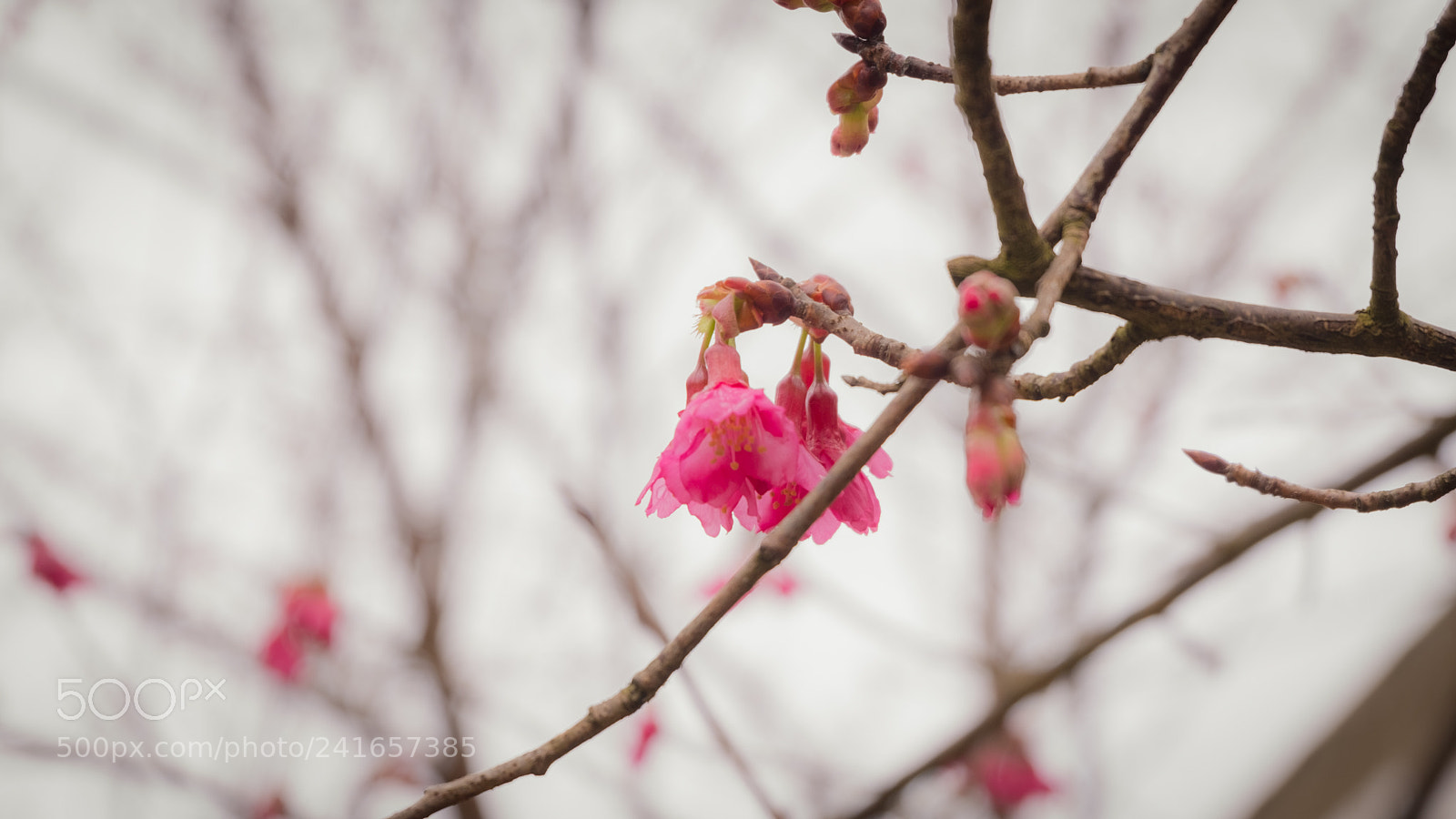 Fujifilm X-T20 sample photo. Pink flower photography