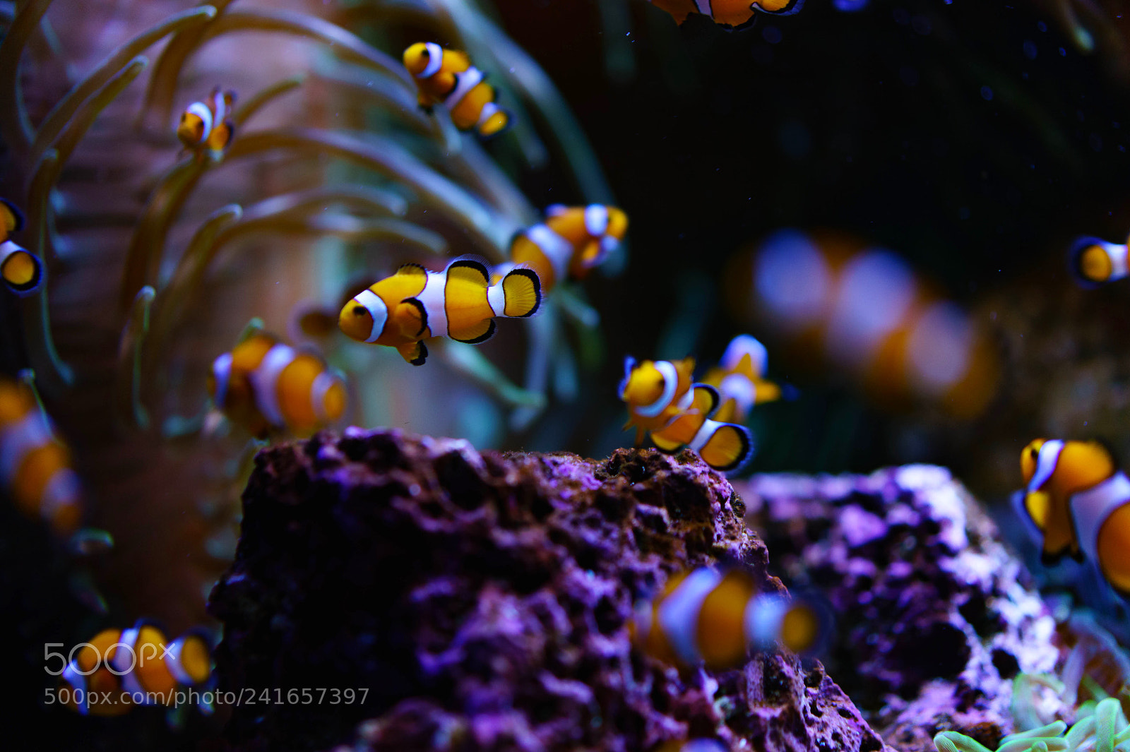 Sony a7 II sample photo. Nemo and his buddies photography