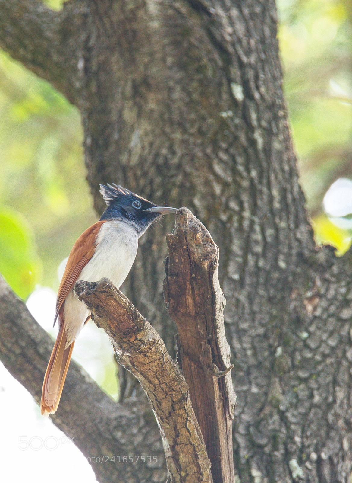 Nikon D810 sample photo. Asian paradise flycatcher photography