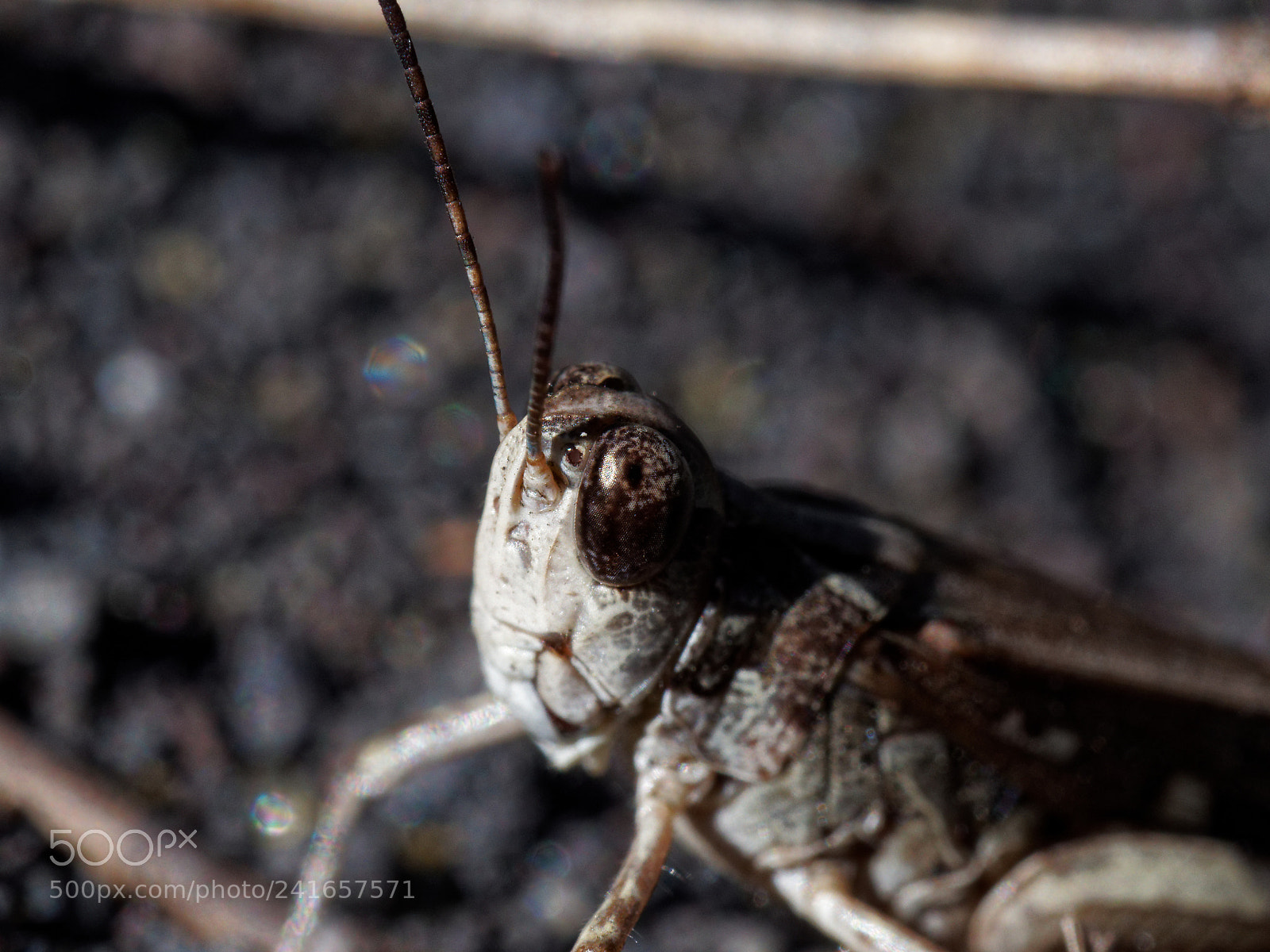 Olympus OM-D E-M10 II sample photo. Cricket photography