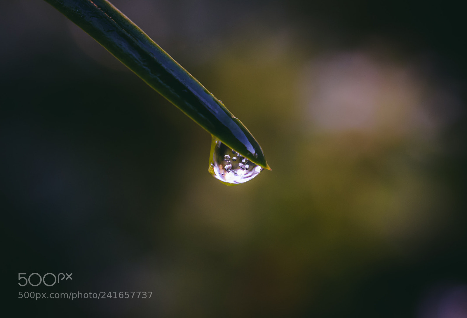 Nikon D7200 sample photo. A drop of hope photography