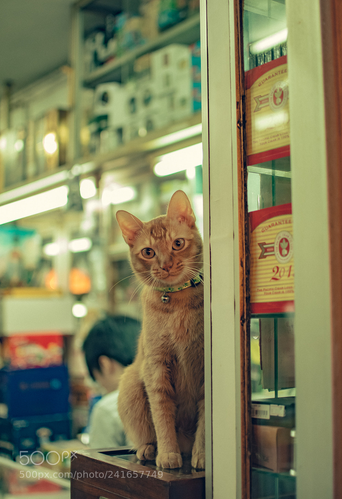 Nikon D5500 sample photo. Shop cat photography