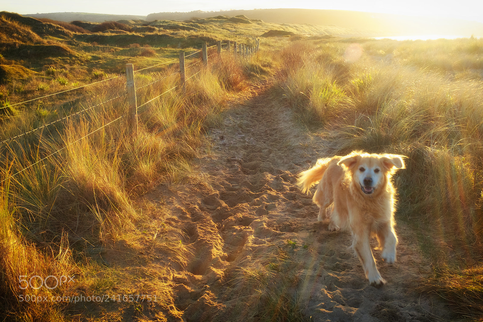 Fujifilm X100S sample photo. Dune dog photography