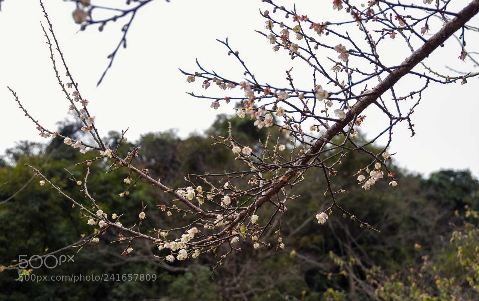Fujifilm X-T20 sample photo. Branch with white flower photography