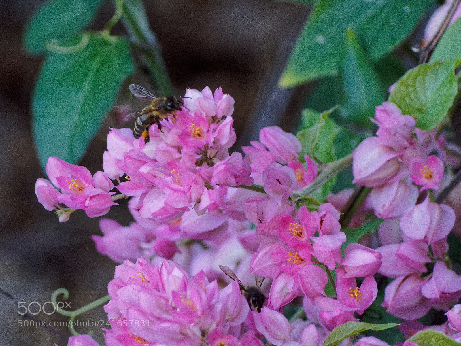 Olympus OM-D E-M10 II sample photo. Bee photography