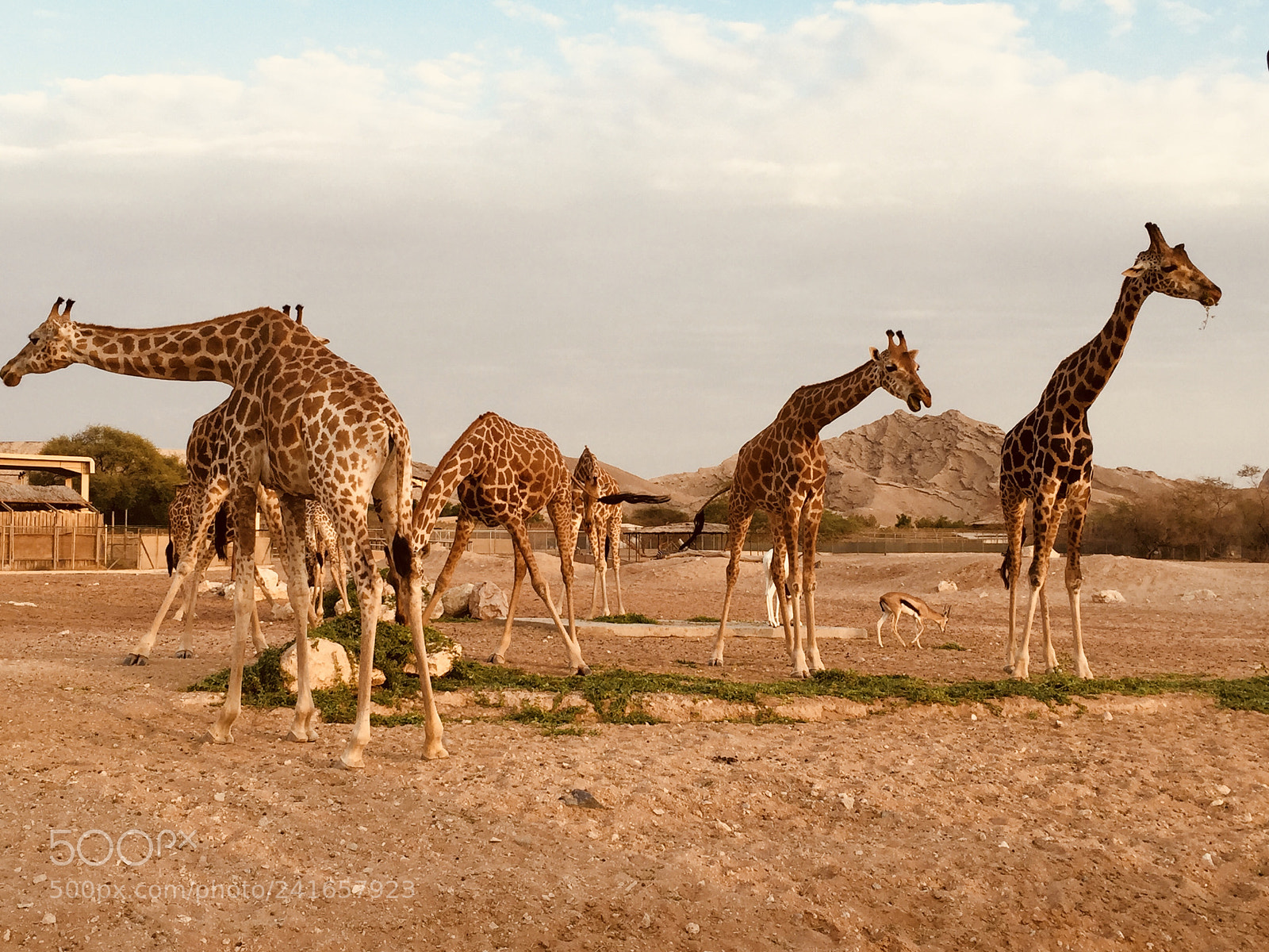 Apple iPhone 6 Plus sample photo. Giraffe photography