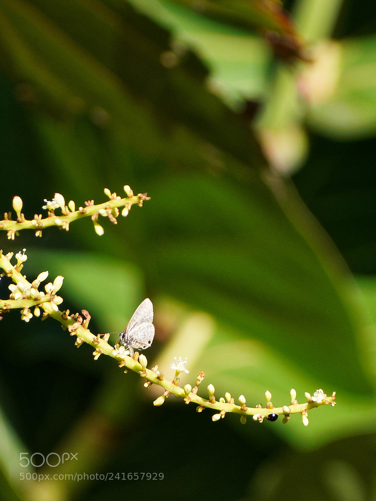 Olympus OM-D E-M10 II sample photo. Papillion photography