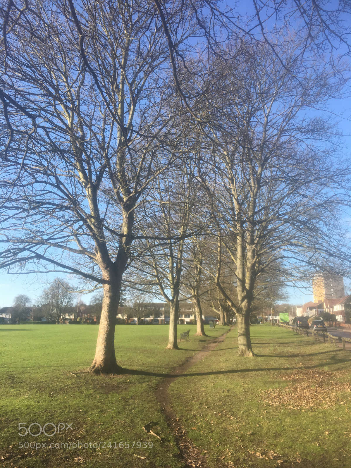 Apple iPhone 6s Plus sample photo. Trees tracery this photograph photography