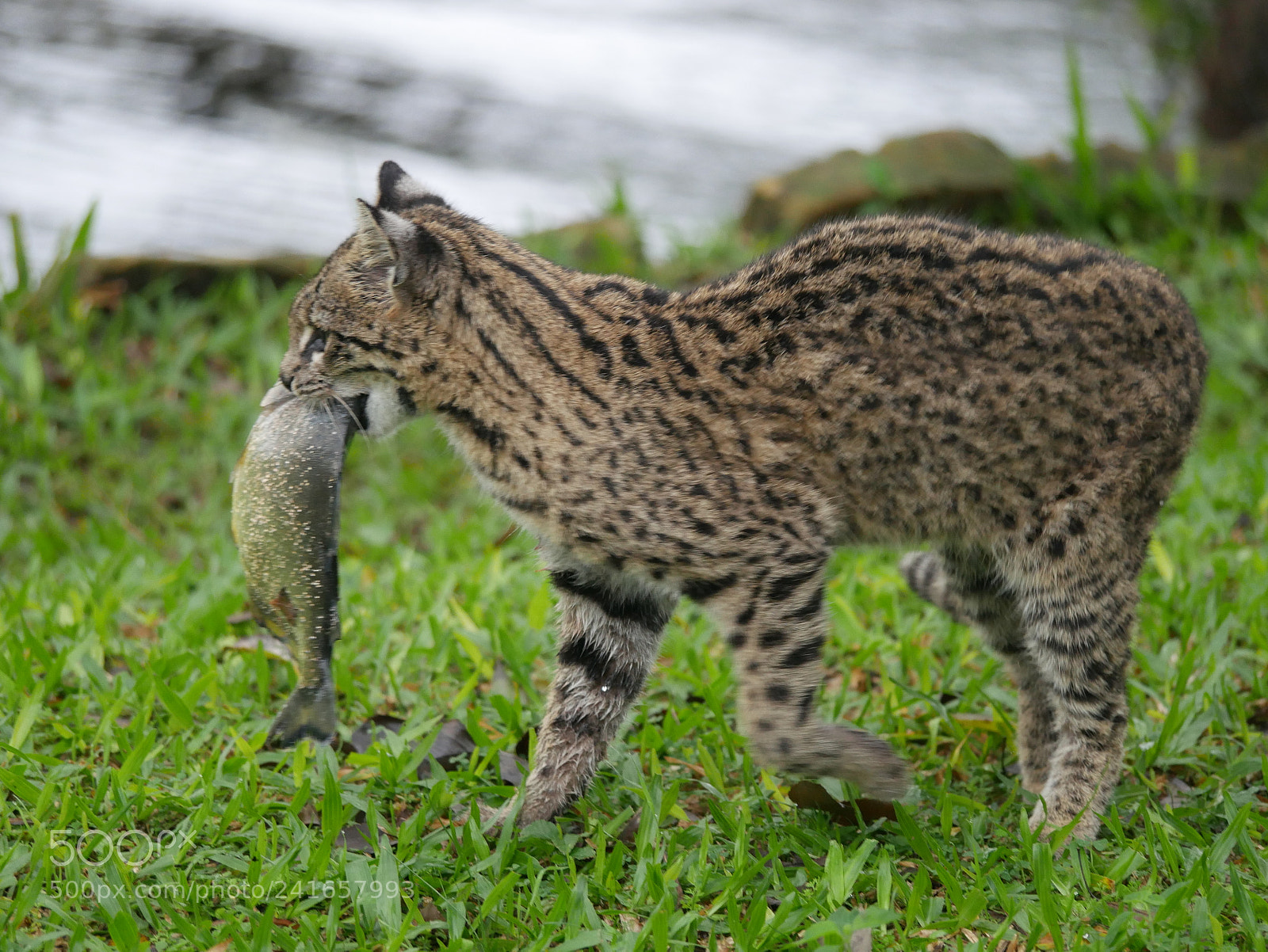 Panasonic Lumix DMC-G7 sample photo. Wild cat with piranha  photography