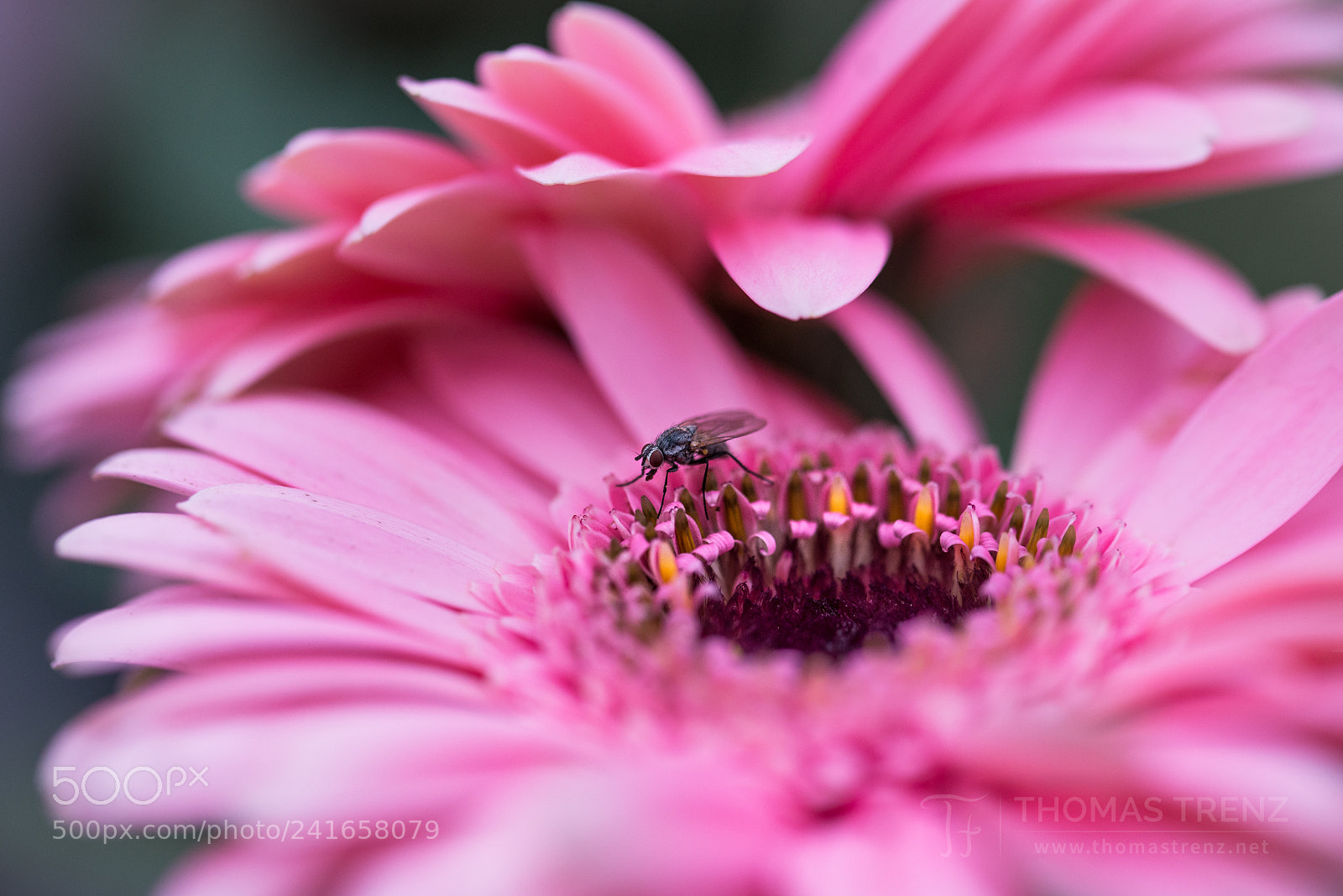 Nikon D600 sample photo. On the flower photography