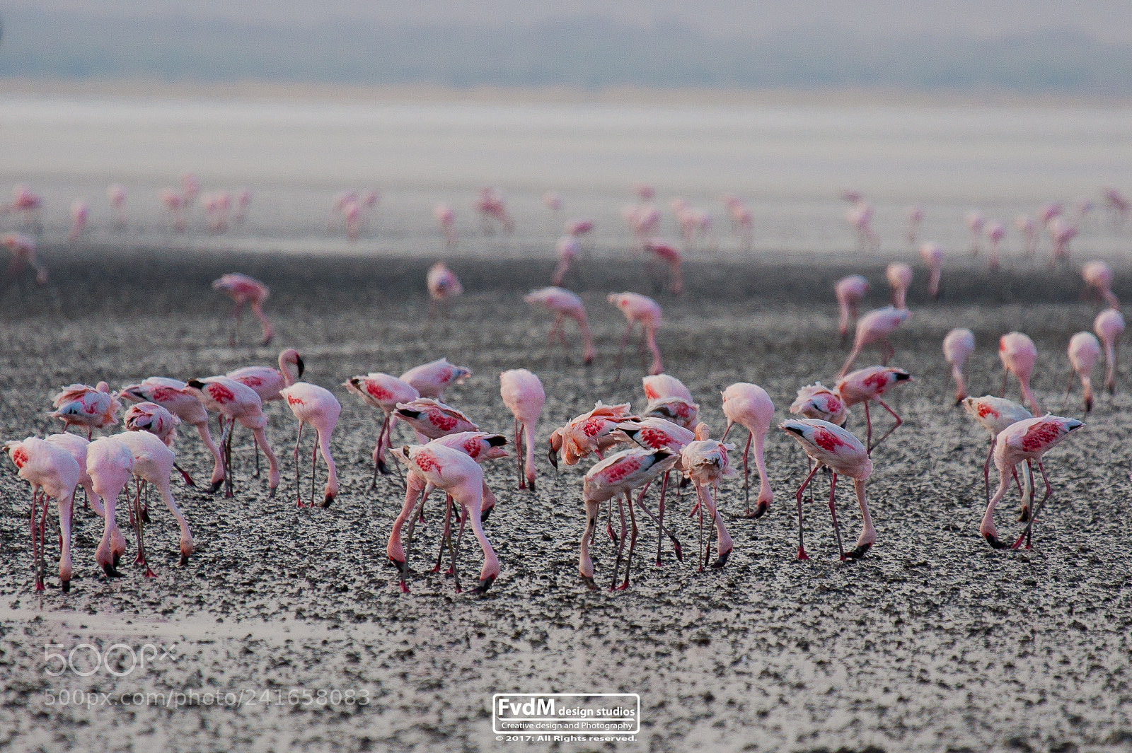Sony Alpha DSLR-A700 sample photo. The flamingo walk... photography