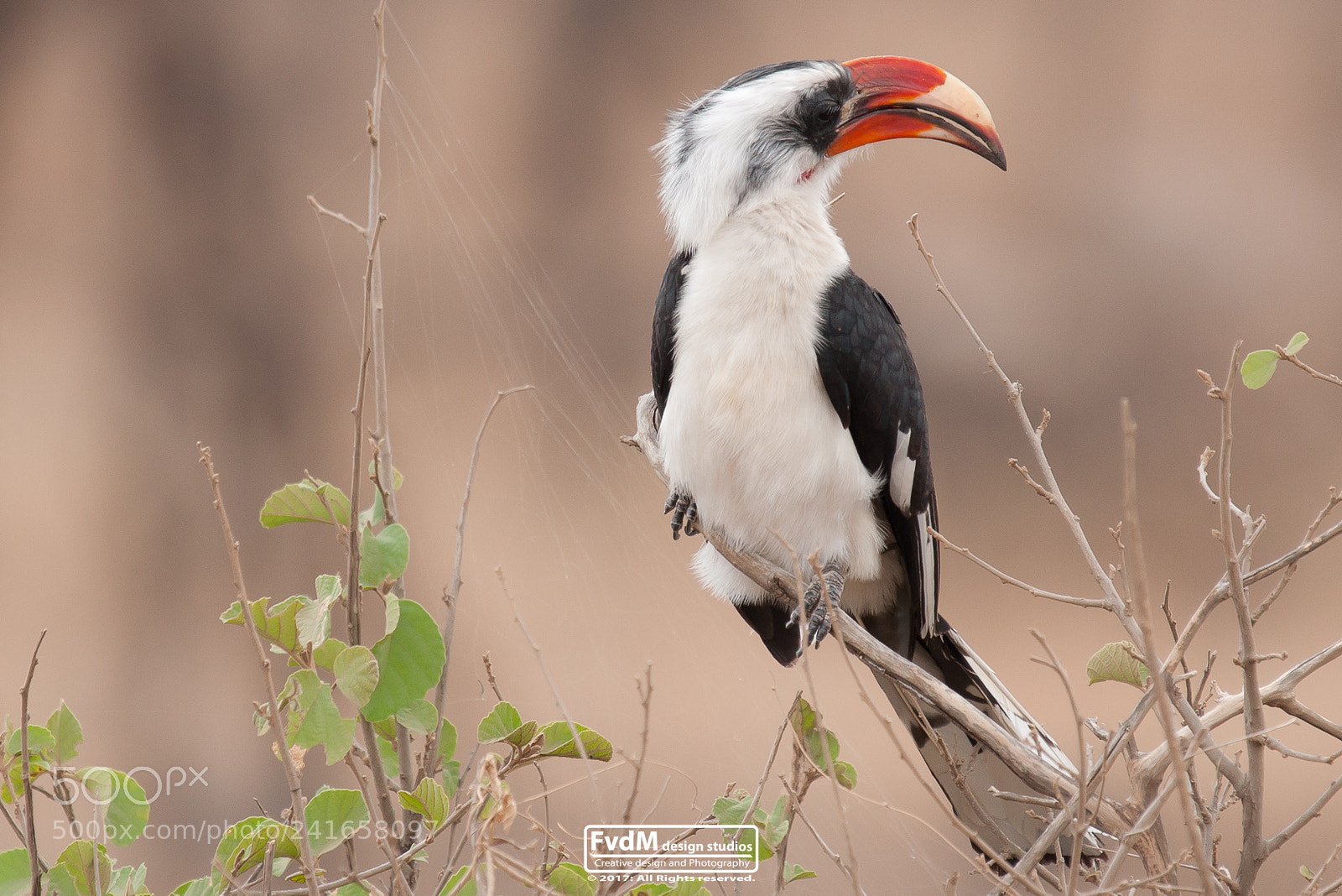 Sony Alpha DSLR-A700 sample photo. The special hornbill... photography