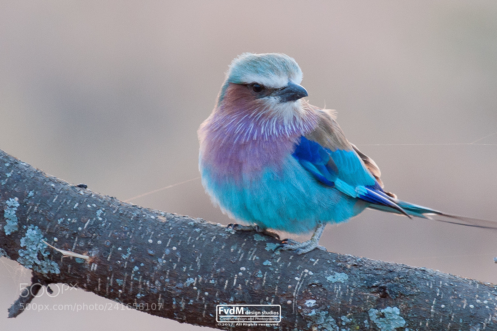 Sony Alpha DSLR-A700 sample photo. Baby lilac brested roller... photography