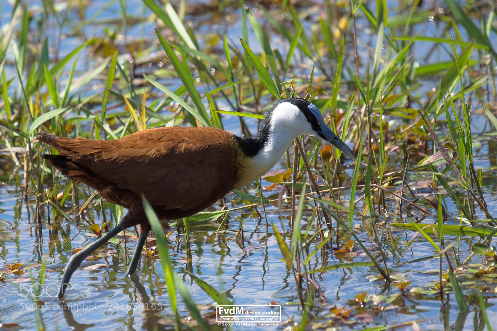 Sony SLT-A77 sample photo. Jacana pool... photography